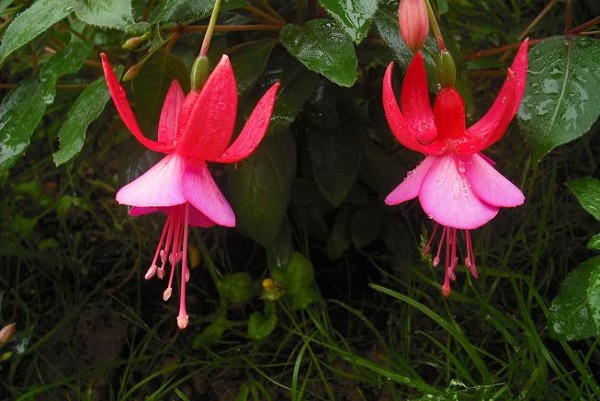 [Foto de planta, jardin, jardineria]