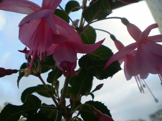 [Foto de planta, jardin, jardineria]