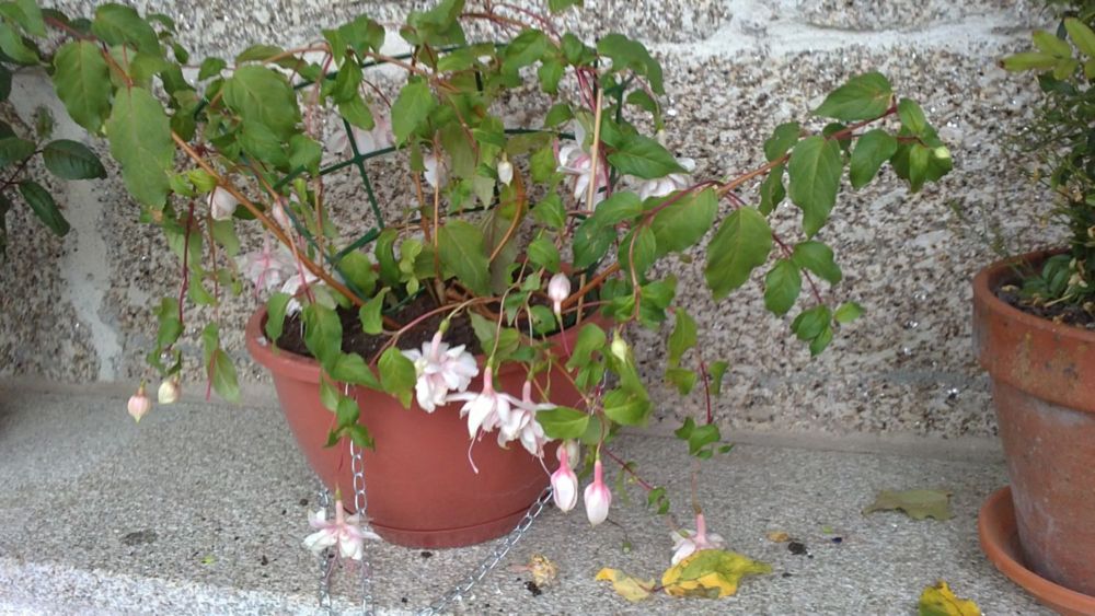 [Foto de planta, jardin, jardineria]