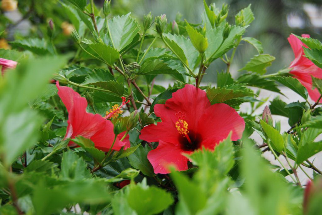 [Foto de planta, jardin, jardineria]