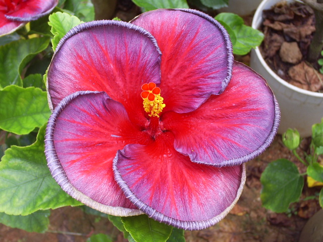 [Foto de planta, jardin, jardineria]