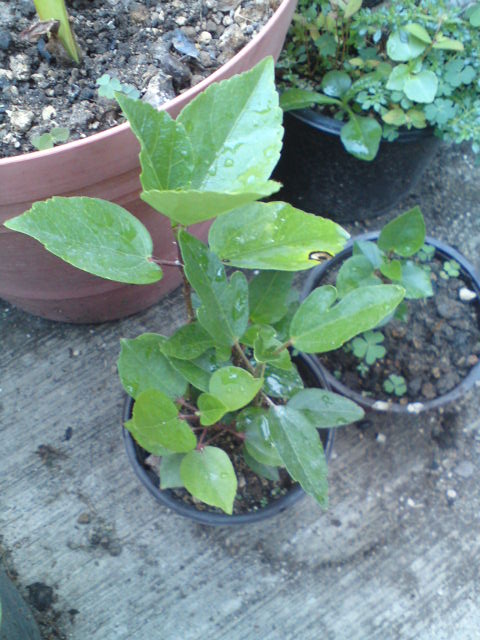 [Foto de planta, jardin, jardineria]