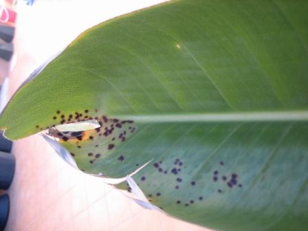 Problemas, plagas y enfermedades de ave del Paraíso (Strelitzia reginae)