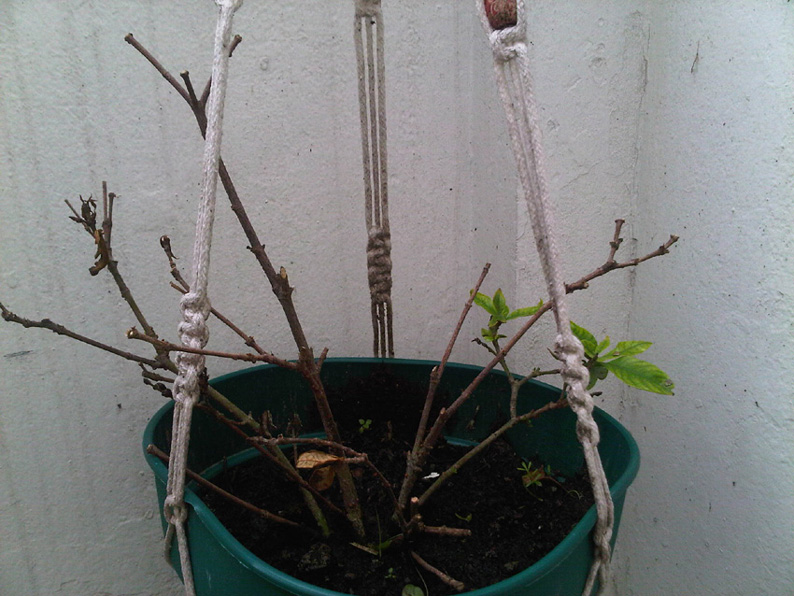 [Foto de planta, jardin, jardineria]