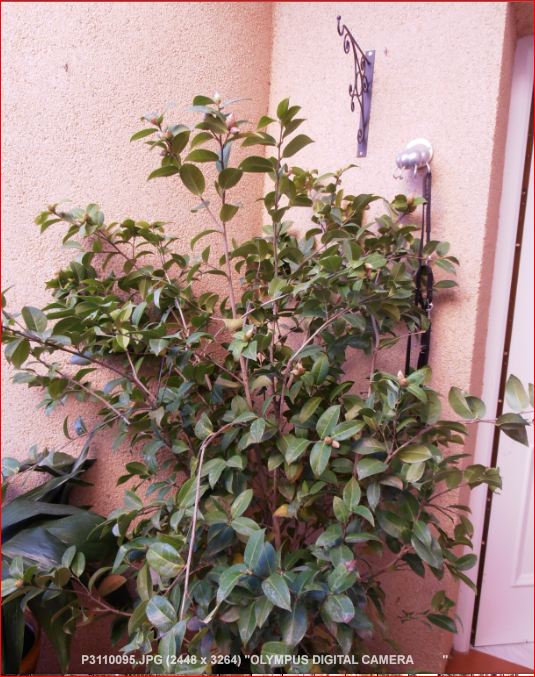 [Foto de planta, jardin, jardineria]