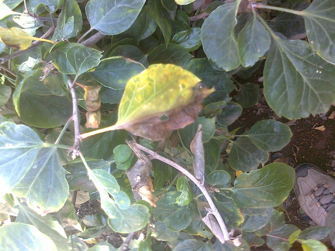 [Foto de planta, jardin, jardineria]