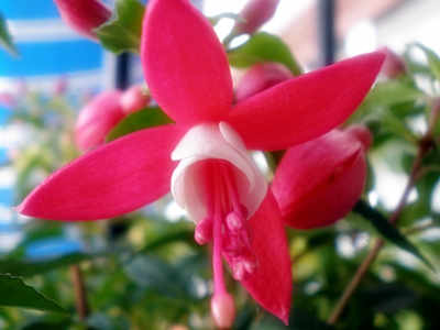 [Foto de planta, jardin, jardineria]