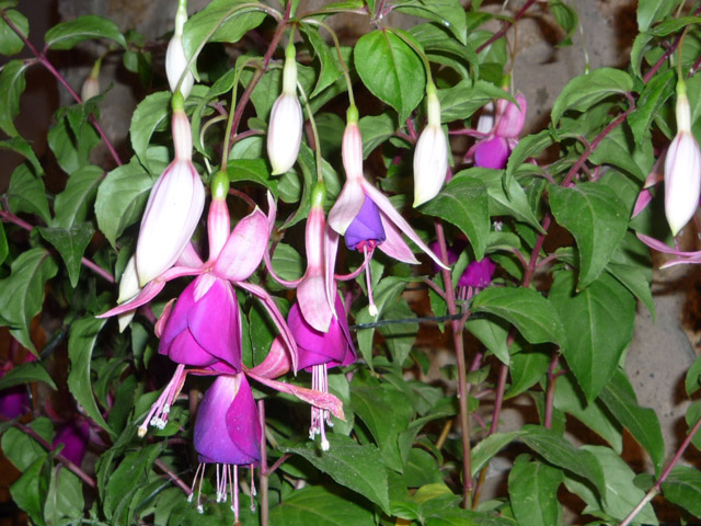 [Foto de planta, jardin, jardineria]