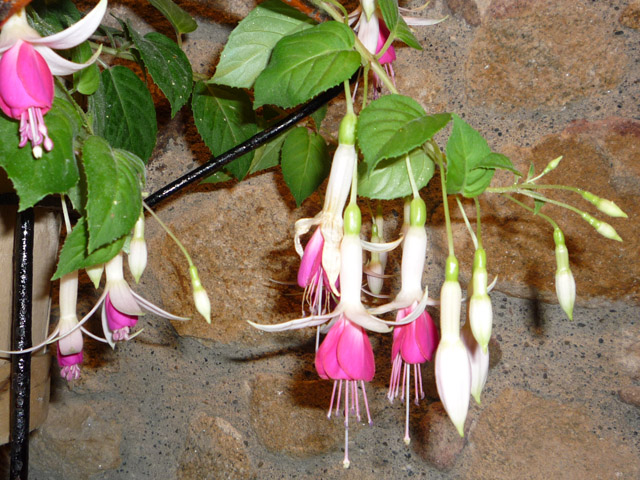 [Foto de planta, jardin, jardineria]