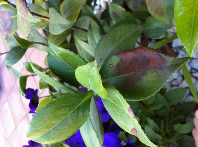 [Foto de planta, jardin, jardineria]