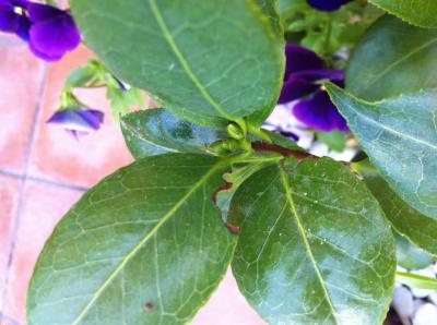 [Foto de planta, jardin, jardineria]