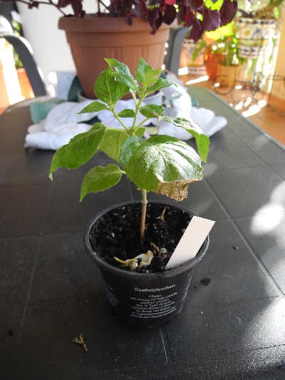 [Foto de planta, jardin, jardineria]