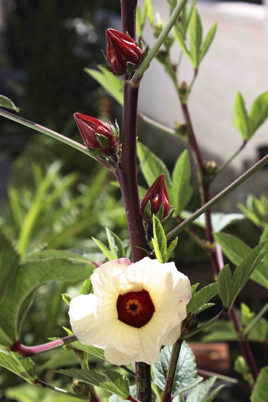 [Foto de planta, jardin, jardineria]