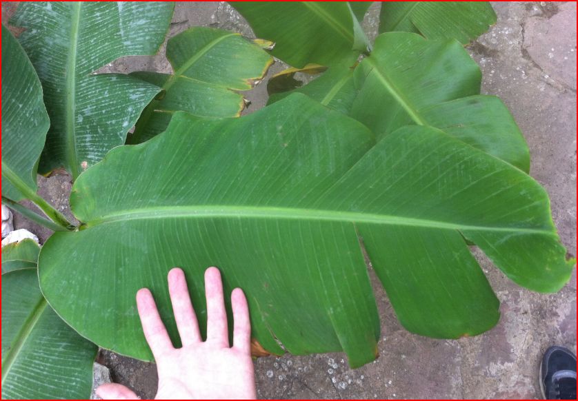 [Foto de planta, jardin, jardineria]