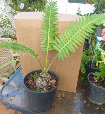 [Foto de planta, jardin, jardineria]