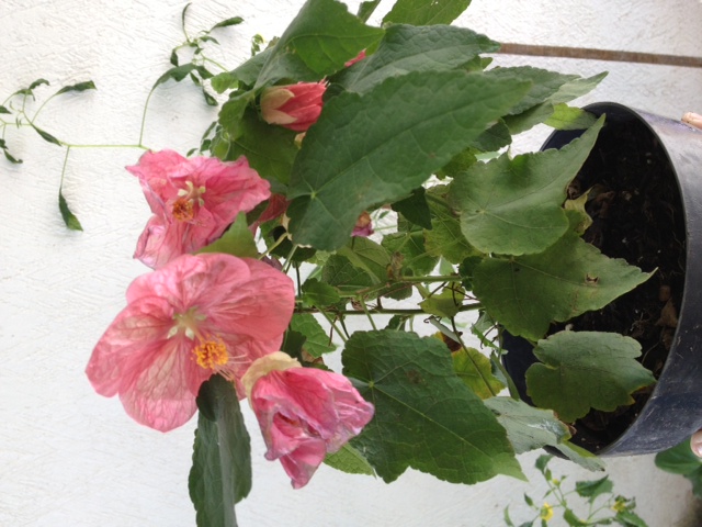 [Foto de planta, jardin, jardineria]