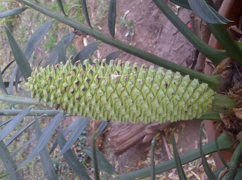 [Foto de planta, jardin, jardineria]