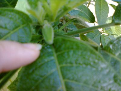 [Foto de planta, jardin, jardineria]