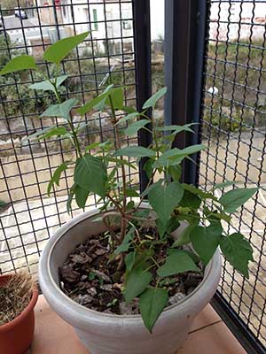 [Foto de planta, jardin, jardineria]