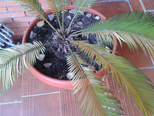 [Foto de planta, jardin, jardineria]