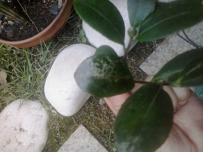 [Foto de planta, jardin, jardineria]