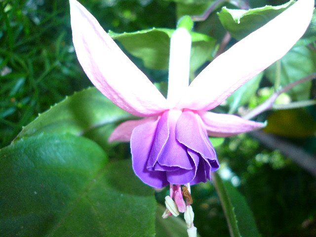 [Foto de planta, jardin, jardineria]