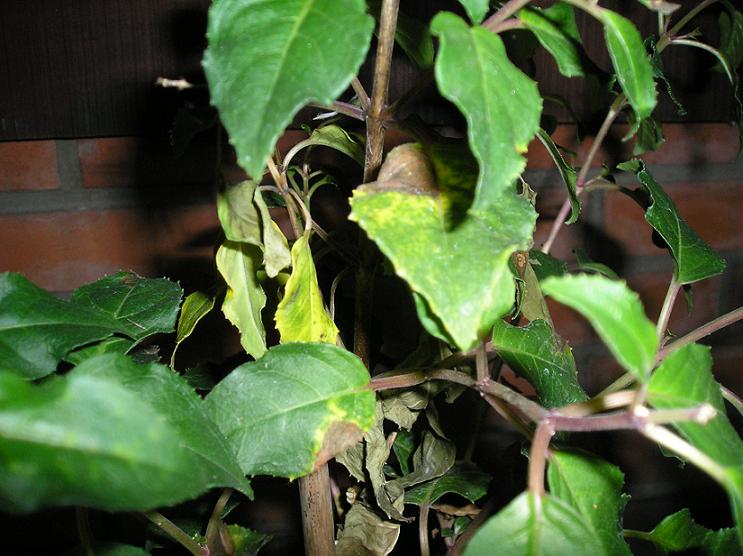 [Foto de planta, jardin, jardineria]