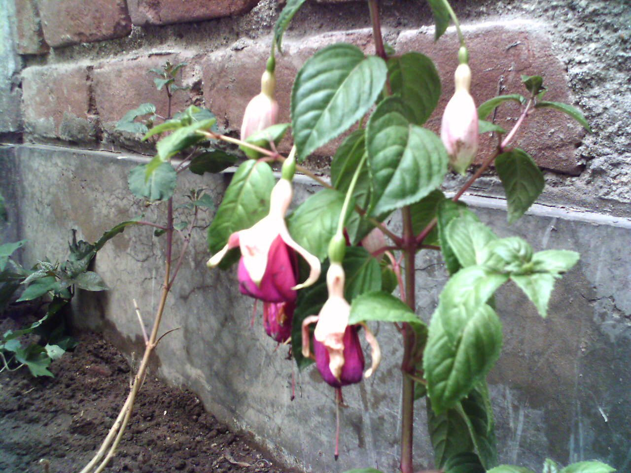 [Foto de planta, jardin, jardineria]