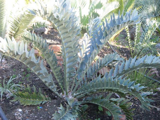 [Foto de planta, jardin, jardineria]