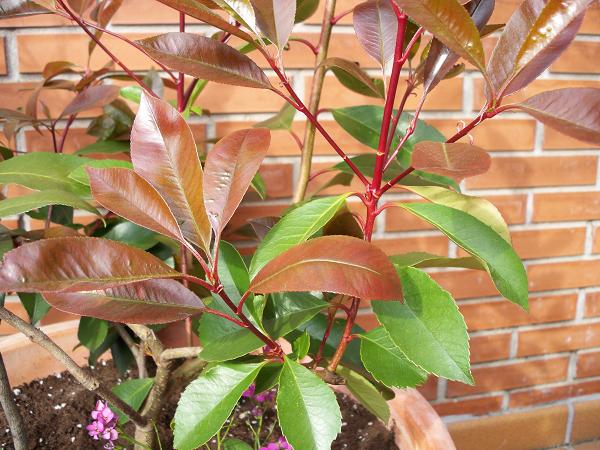 [Foto de planta, jardin, jardineria]