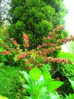 [Foto de planta, jardin, jardineria]