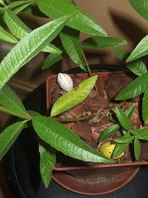 [Foto de planta, jardin, jardineria]