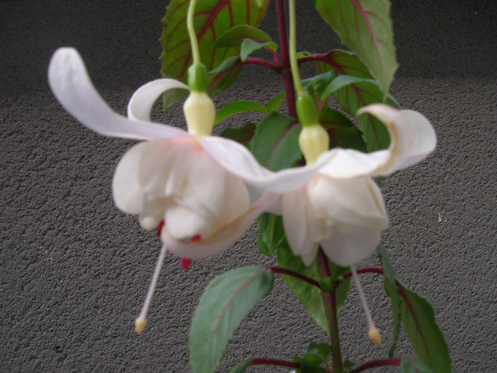 [Foto de planta, jardin, jardineria]