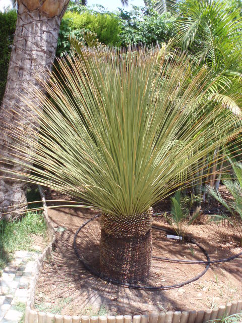 [Foto de planta, jardin, jardineria]