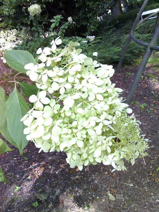 [Foto de planta, jardin, jardineria]