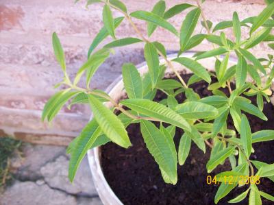 [Foto de planta, jardin, jardineria]