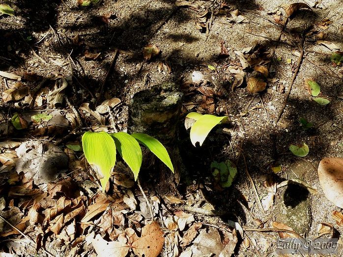 [Foto de planta, jardin, jardineria]