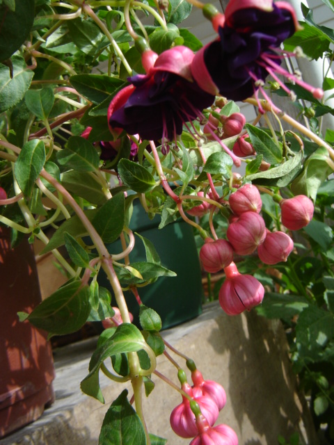 [Foto de planta, jardin, jardineria]