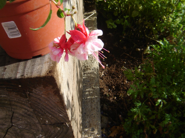 [Foto de planta, jardin, jardineria]