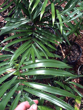 [Foto de planta, jardin, jardineria]