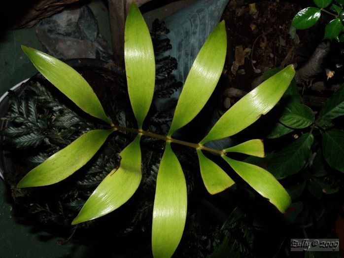 [Foto de planta, jardin, jardineria]