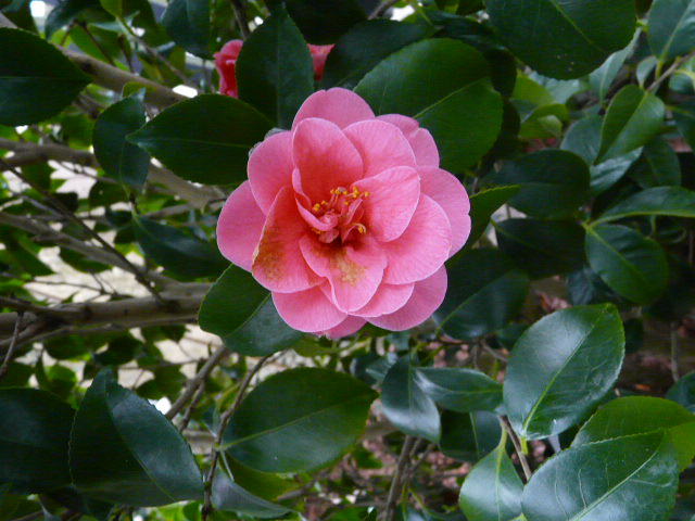 [Foto de planta, jardin, jardineria]