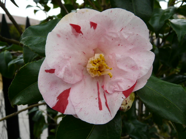 [Foto de planta, jardin, jardineria]