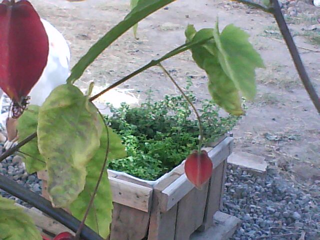 [Foto de planta, jardin, jardineria]