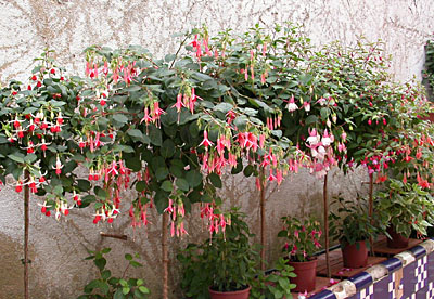 [Foto de planta, jardin, jardineria]