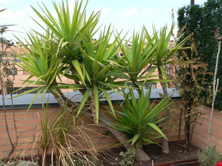 [Foto de planta, jardin, jardineria]