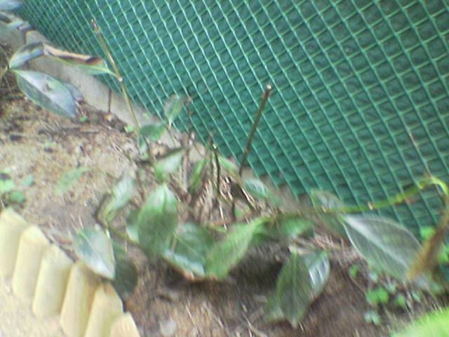[Foto de planta, jardin, jardineria]
