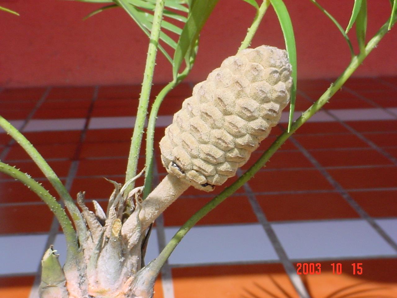 [Foto de planta, jardin, jardineria]