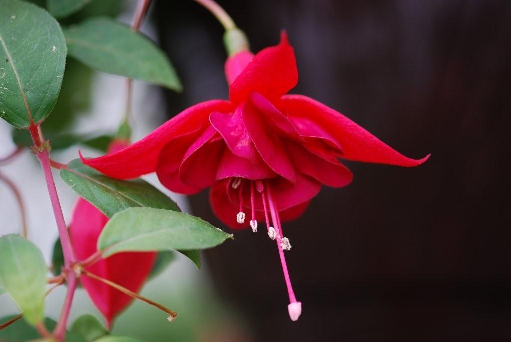 [Foto de planta, jardin, jardineria]