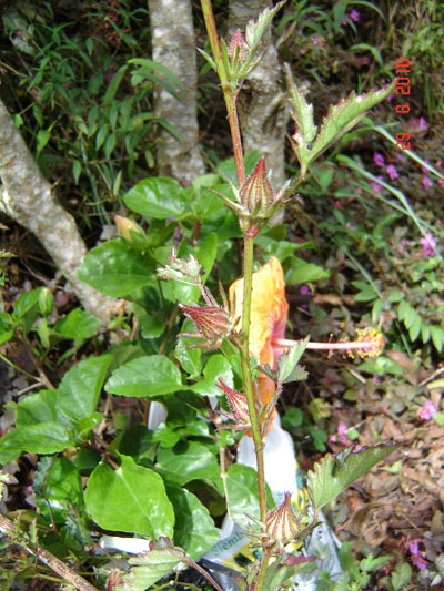 [Foto de planta, jardin, jardineria]